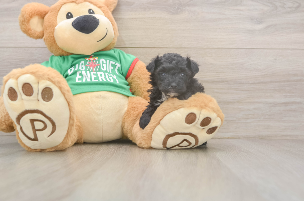 5 week old Yorkie Poo Puppy For Sale - Windy City Pups