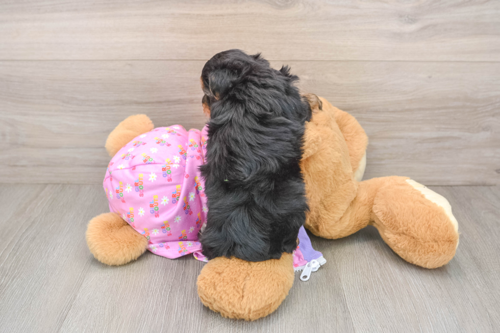 Yorkie Poo Pup Being Cute