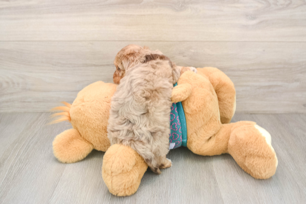 Petite Yorkie Poo Poodle Mix Pup
