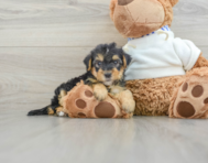 6 week old Yorkie Poo Puppy For Sale - Windy City Pups