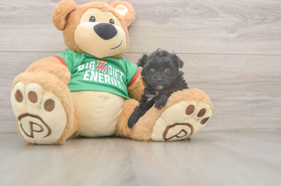 5 week old Yorkie Poo Puppy For Sale - Windy City Pups