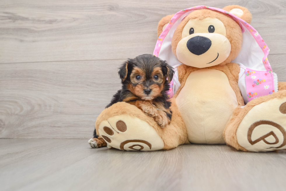 Best Yorkie Poo Baby