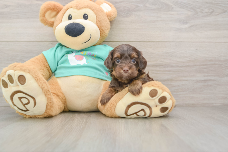 Yorkie Poo Puppy for Adoption