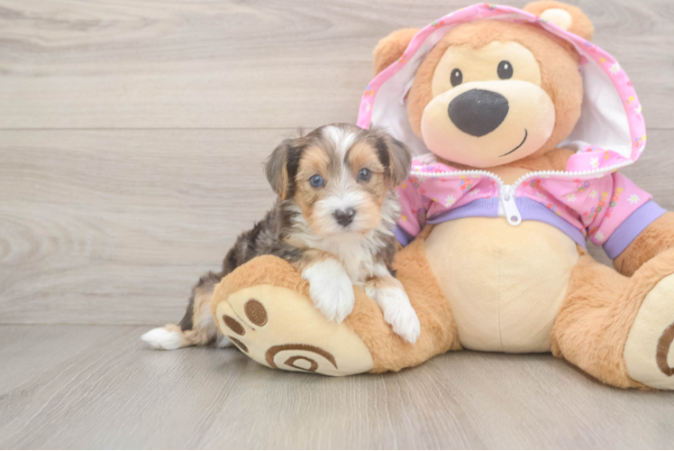 Energetic Yorkipoo Poodle Mix Puppy