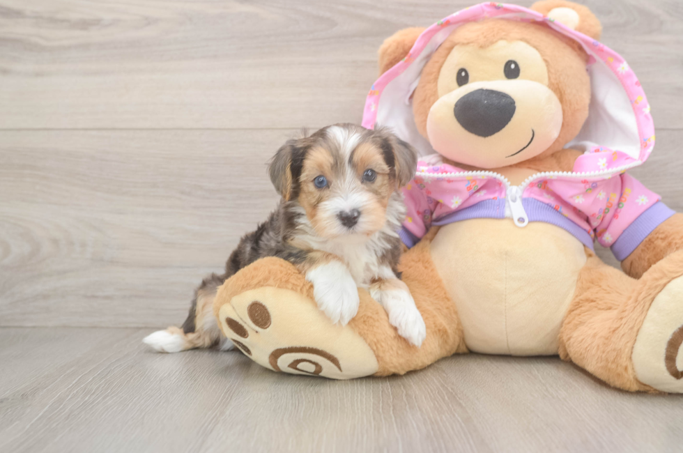 5 week old Yorkie Poo Puppy For Sale - Windy City Pups