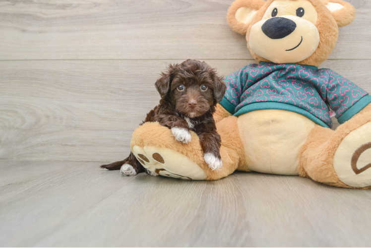 Playful Yo Yo Poo Poodle Mix Puppy