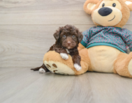 7 week old Yorkie Poo Puppy For Sale - Windy City Pups