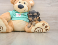 6 week old Yorkie Poo Puppy For Sale - Windy City Pups