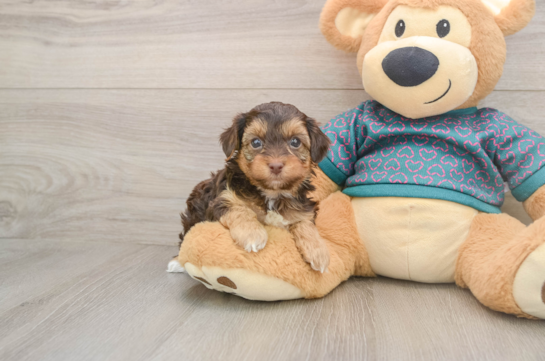 Funny Yorkie Poo Poodle Mix Pup