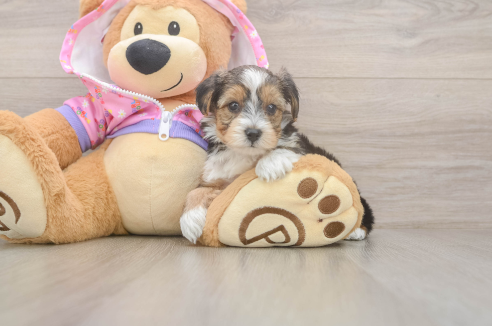 5 week old Yorkie Poo Puppy For Sale - Windy City Pups