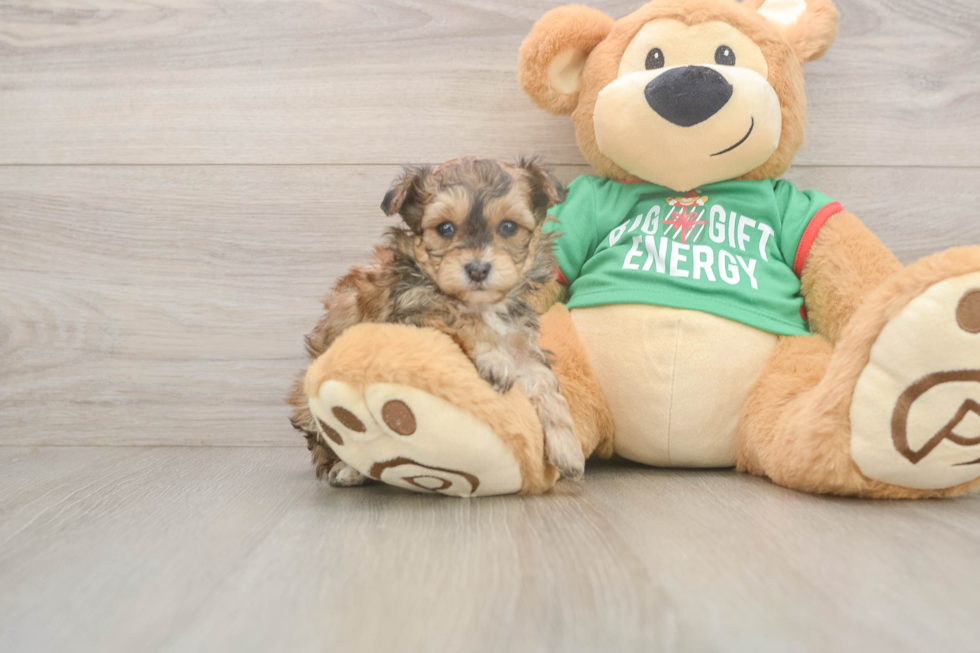 Yorkie Poo Pup Being Cute