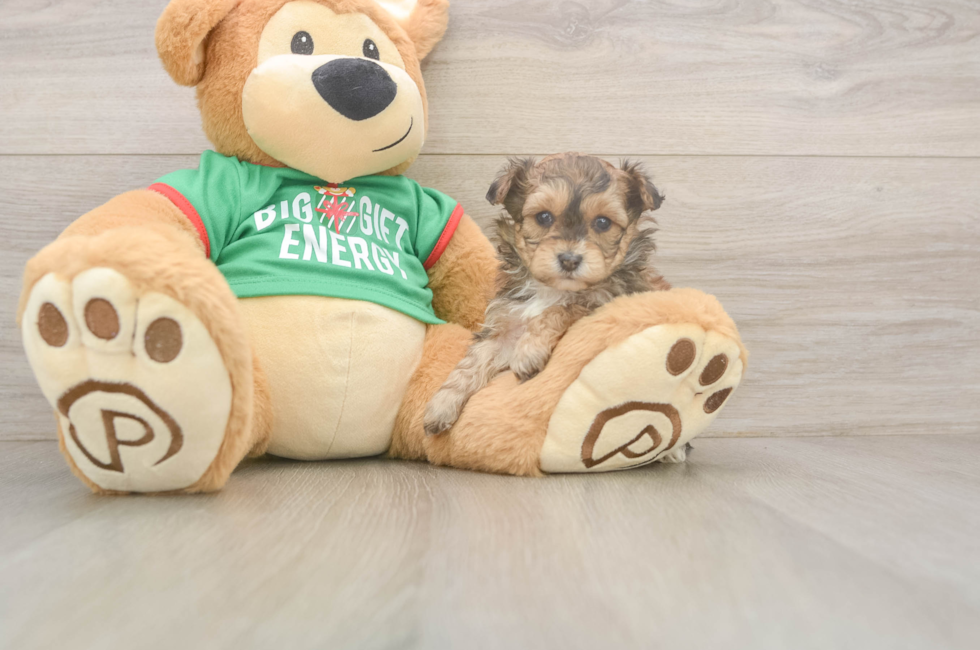 5 week old Yorkie Poo Puppy For Sale - Windy City Pups