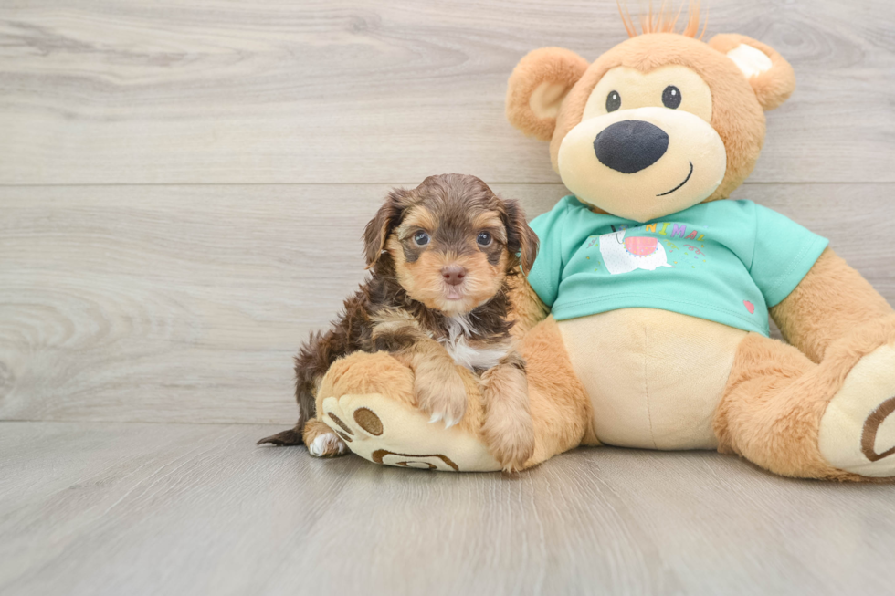 Best Yorkie Poo Baby