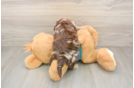 Yorkie Poo Pup Being Cute