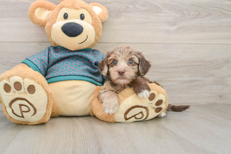 Yorkie Poo Puppy for Adoption