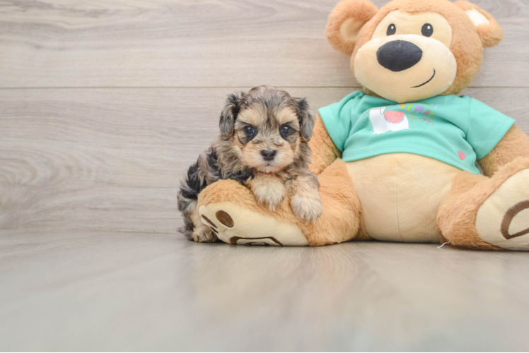 Happy Yorkie Poo Baby