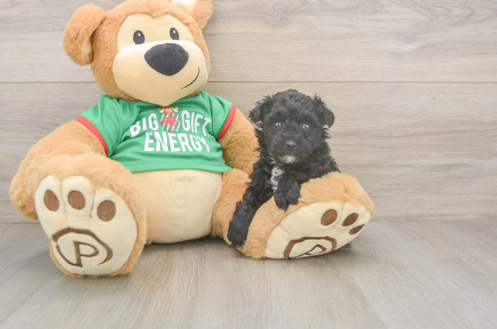 5 week old Yorkie Poo Puppy For Sale - Windy City Pups