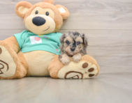 7 week old Yorkie Poo Puppy For Sale - Windy City Pups