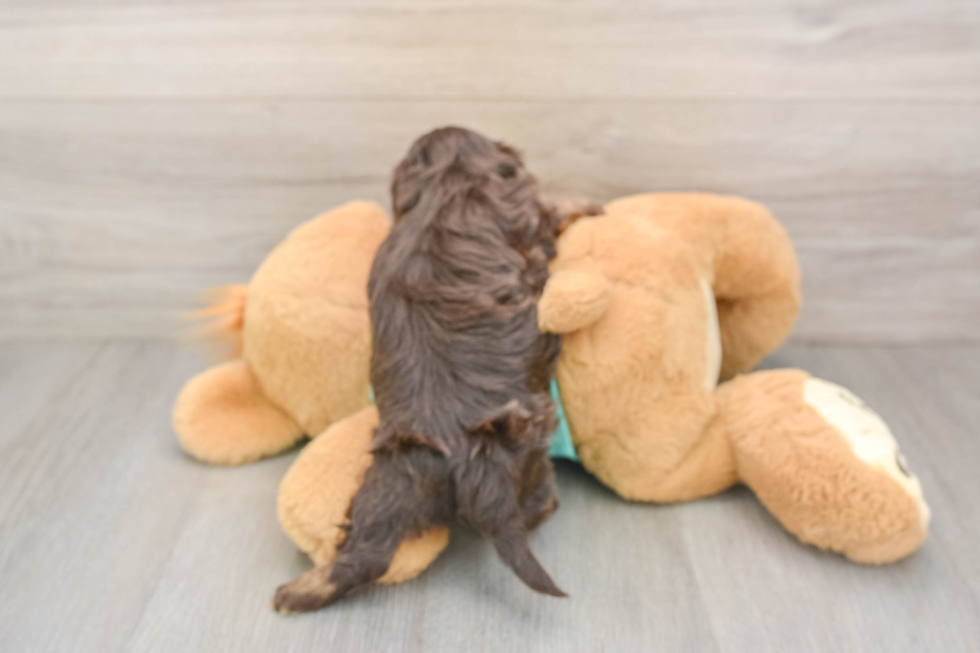 Yorkie Poo Puppy for Adoption