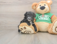 7 week old Yorkie Poo Puppy For Sale - Windy City Pups