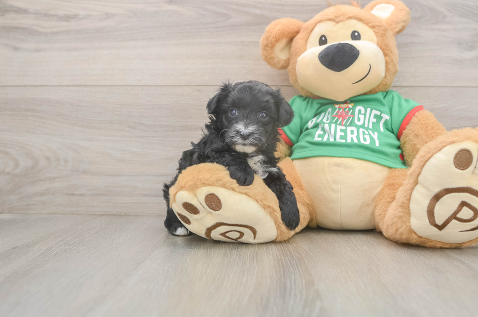 5 week old Yorkie Poo Puppy For Sale - Windy City Pups