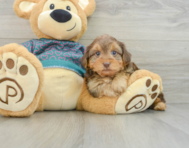 6 week old Yorkie Poo Puppy For Sale - Windy City Pups