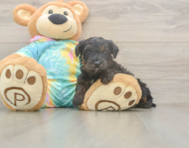 6 week old Yorkie Poo Puppy For Sale - Windy City Pups