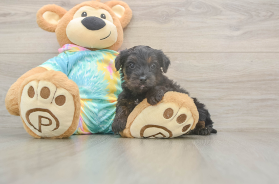 5 week old Yorkie Poo Puppy For Sale - Windy City Pups Best Yorkie Poo Baby