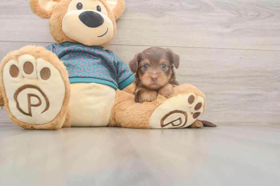 5 week old Yorkie Poo Puppy For Sale - Windy City Pups