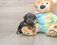 8 week old Yorkie Poo Puppy For Sale - Windy City Pups
