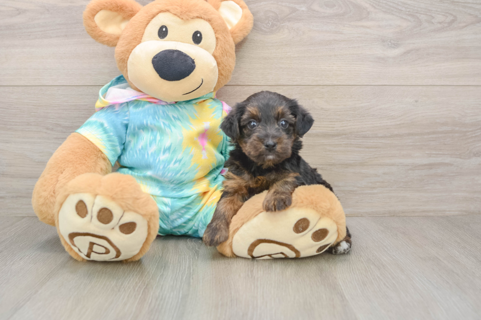 Best Yorkie Poo Baby