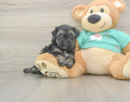 7 week old Yorkie Poo Puppy For Sale - Windy City Pups