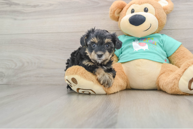 Friendly Yorkie Poo Baby