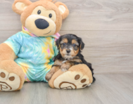 6 week old Yorkie Poo Puppy For Sale - Windy City Pups