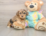 8 week old Yorkie Poo Puppy For Sale - Windy City Pups