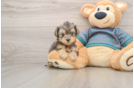 Energetic Yorkipoo Poodle Mix Puppy