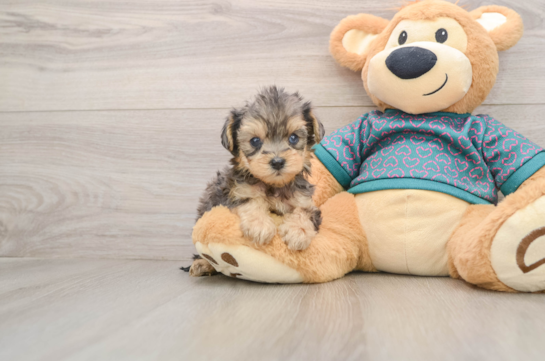 Energetic Yorkipoo Poodle Mix Puppy