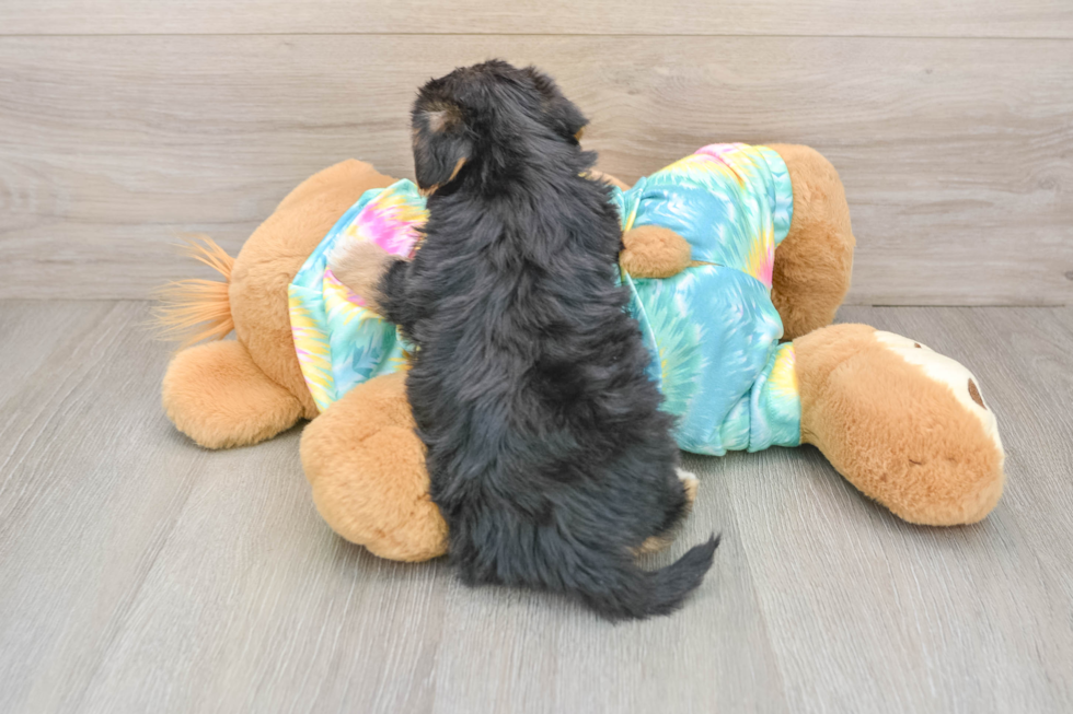 Yorkie Poo Pup Being Cute