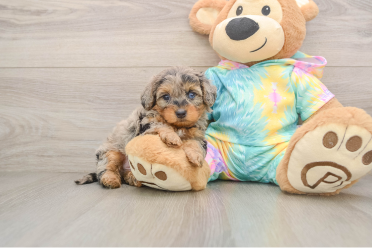 Yorkie Poo Pup Being Cute