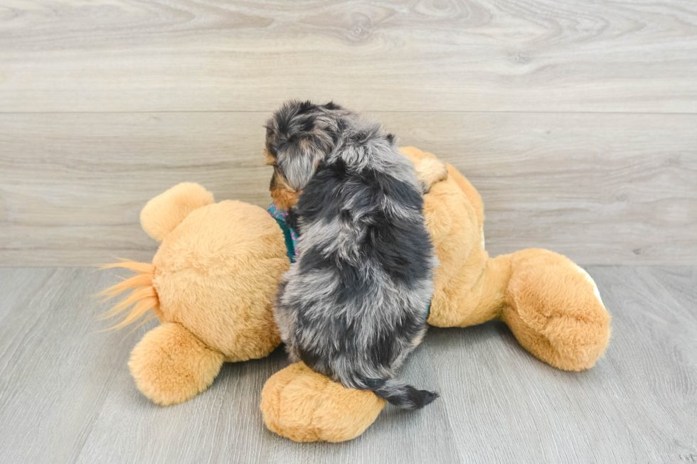 Small Yorkie Poo Baby