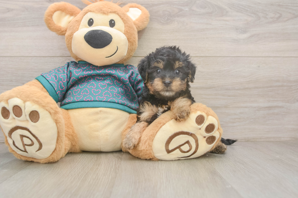5 week old Yorkie Poo Puppy For Sale - Windy City Pups