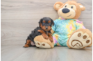 Yorkie Poo Puppy for Adoption