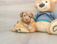 8 week old Yorkie Poo Puppy For Sale - Windy City Pups