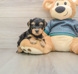 6 week old Yorkie Poo Puppy For Sale - Windy City Pups