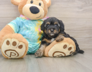 8 week old Yorkie Poo Puppy For Sale - Windy City Pups