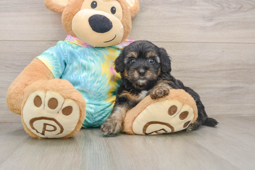 Fluffy Yorkie Poo Poodle Mix Pup