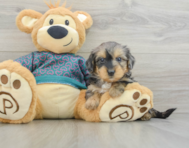 7 week old Yorkie Poo Puppy For Sale - Windy City Pups