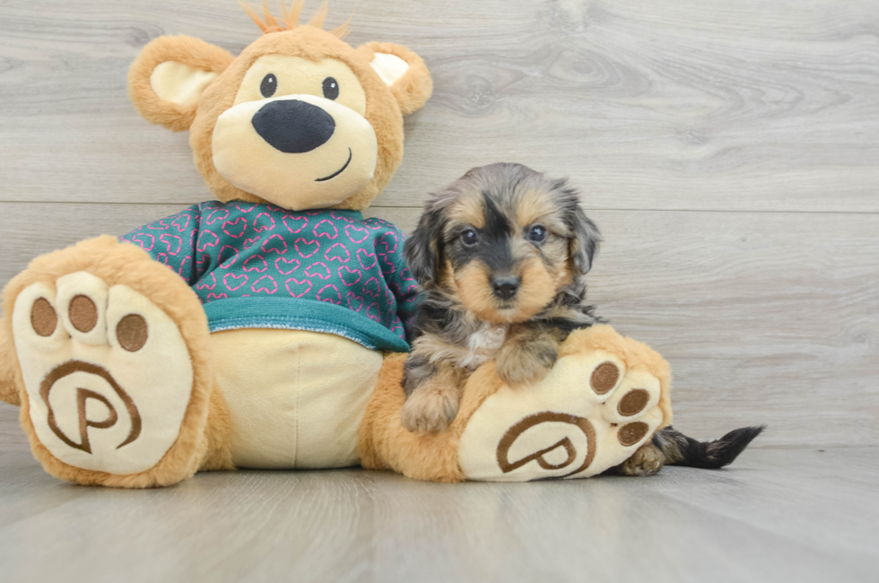 7 week old Yorkie Poo Puppy For Sale - Windy City Pups