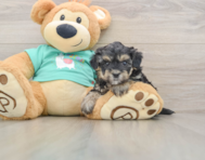 8 week old Yorkie Poo Puppy For Sale - Windy City Pups