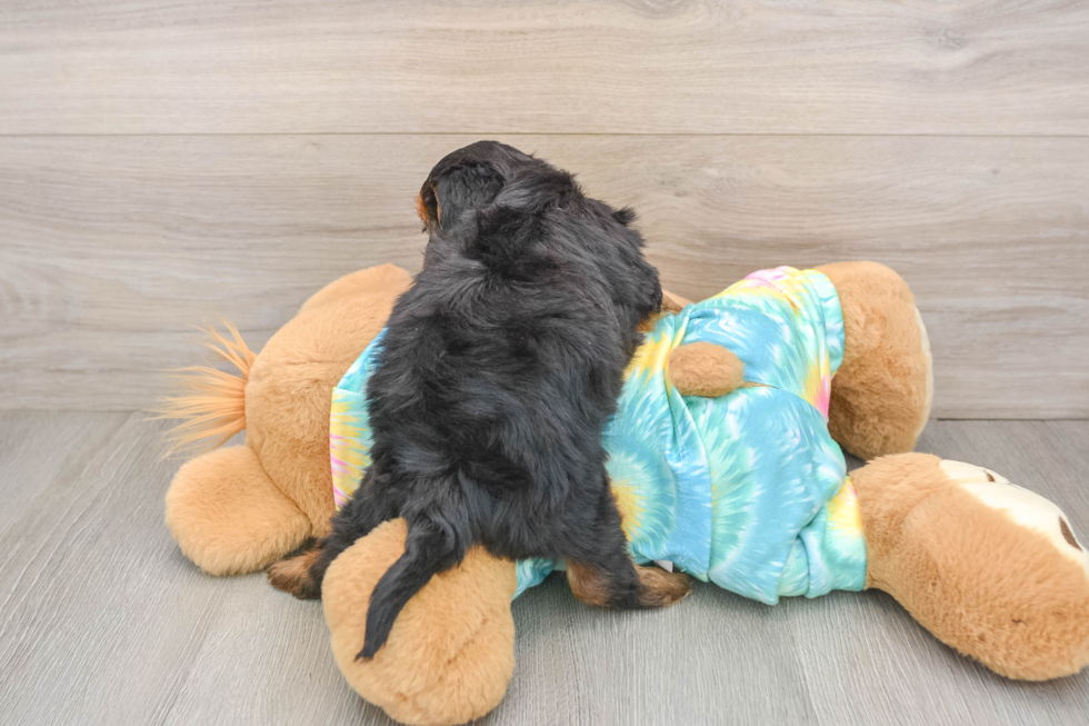 Yorkie Poo Pup Being Cute